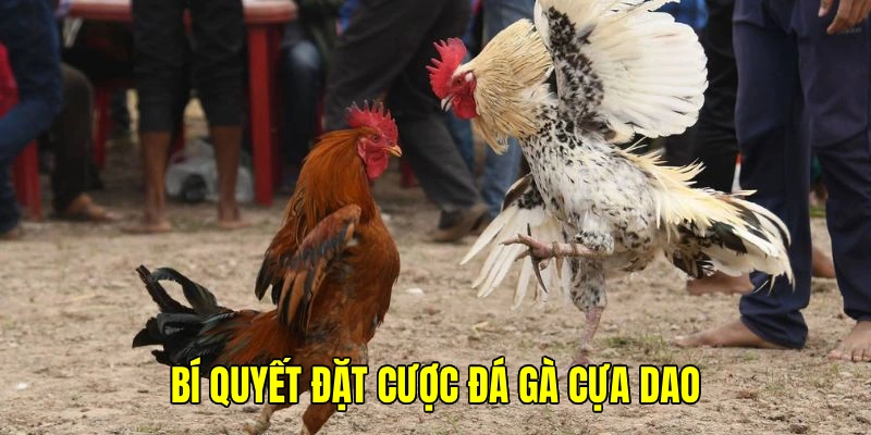 Tích lũy kinh nghiệm để thành công cược chọi kê cựa dao