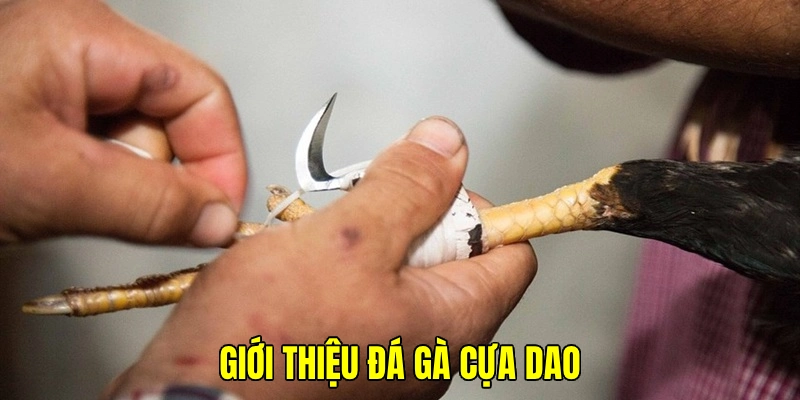 Tận hưởng ngay đá gà cựa dao được triển khai máu lửa