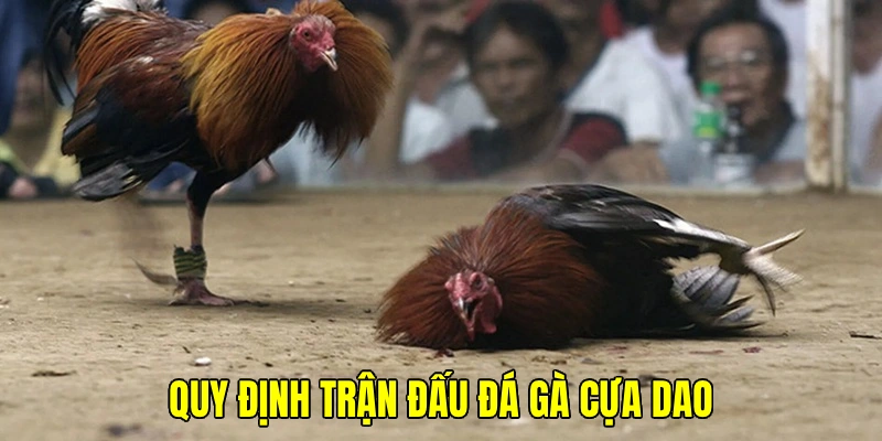 Nắm rõ quy định cơ bản mà hình thức chọi kê cựa dao cung cấp