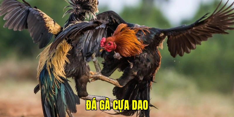 Đá gà cựa dao hiện đang được săn đón ở các nền tảng BET88