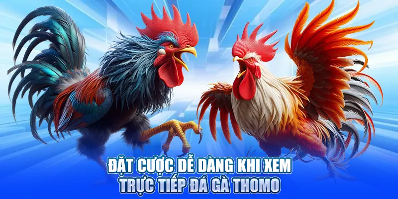 Đặt cược dễ dàng khi xem trực tiếp đá gà Thomo
