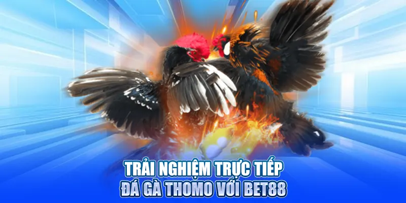 Trải nghiệm trực tiếp đá gà Thomo với Bet88