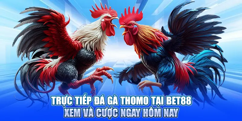 trực tiếp đá gà thomo tại bet88